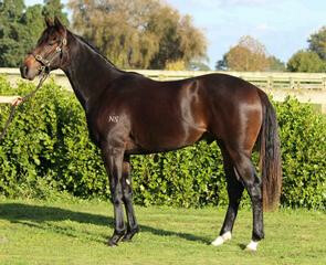 Bradbury Park's Reliable Man - Genealogy yearling who returned with JK Farm as a Ready to Run 2YO at Lot 138.